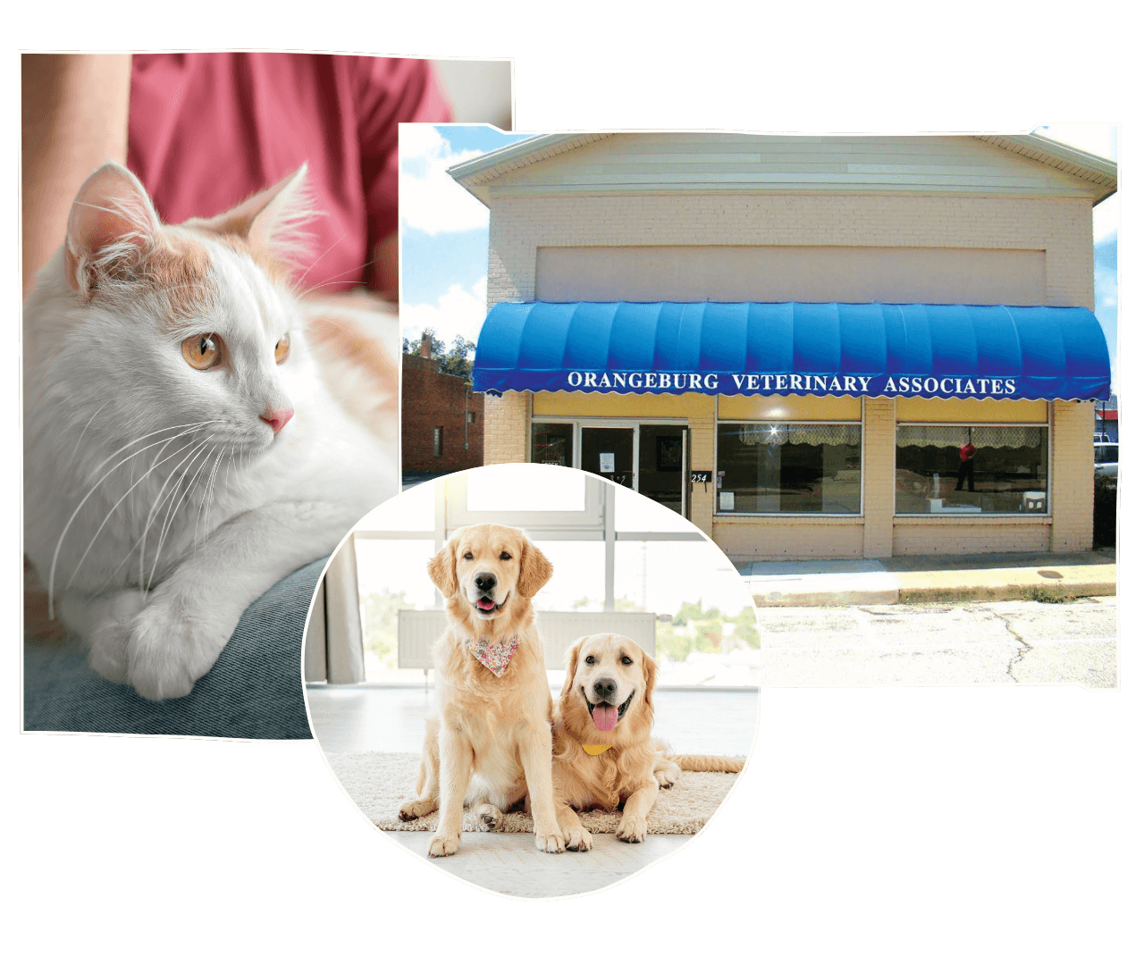dogs, cat and hospital building collage