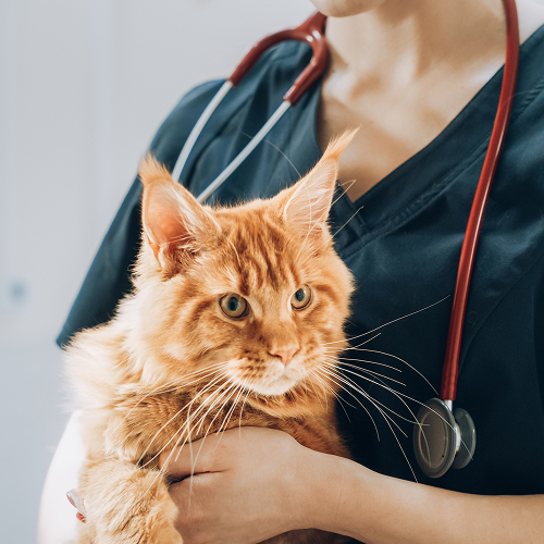 Personalized Treatment Plans