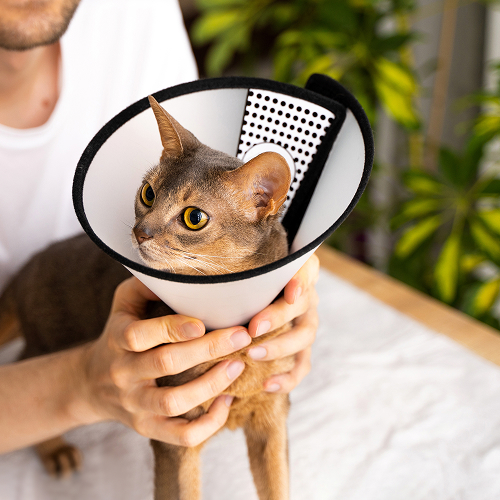 pet care