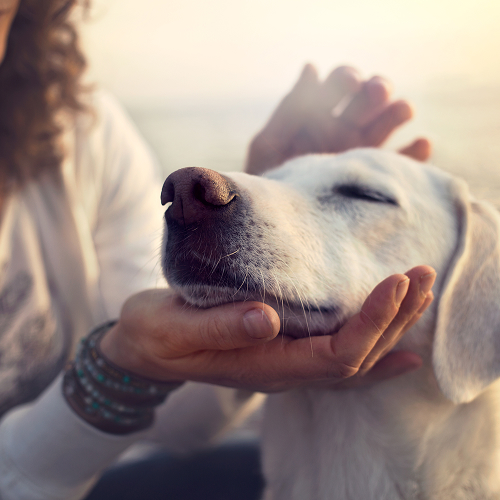 Pain Management & Anesthesia Monitoring